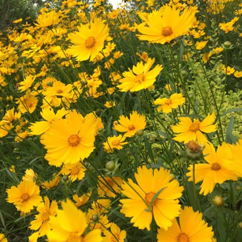 大花金鸡菊种子四季种花海多年生宿根耐热花草种