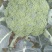 西蓝花【河南开封通许千亩西蓝花基地直供】