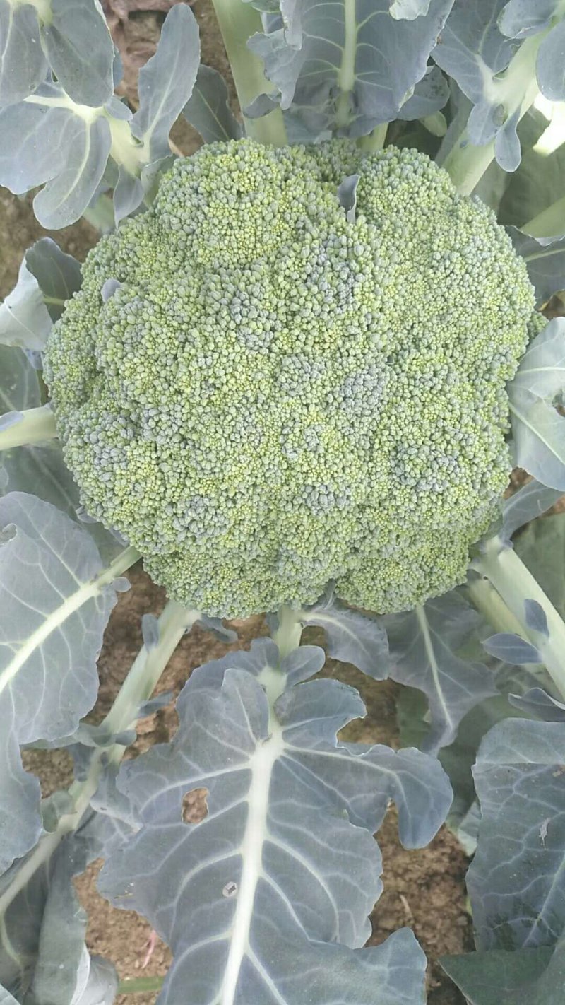 西蓝花【河南开封通许千亩西蓝花基地直供】