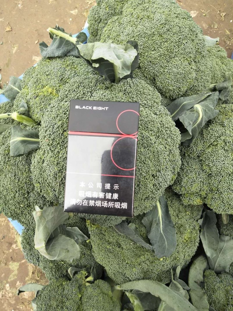 西蓝花【河南开封通许千亩西蓝花基地直供】