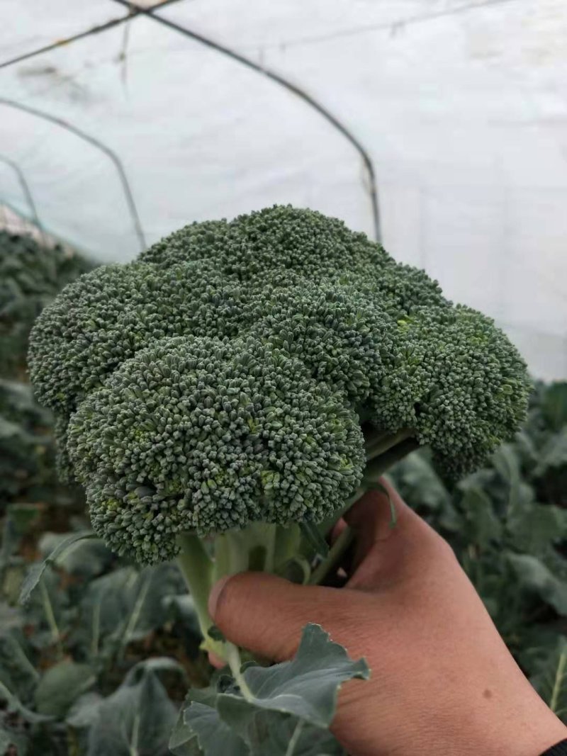 西蓝花【河南开封通许千亩西蓝花基地直供】