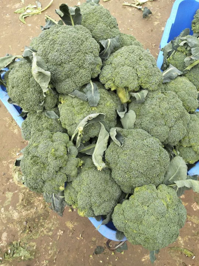 西蓝花【河南开封通许千亩西蓝花基地直供】