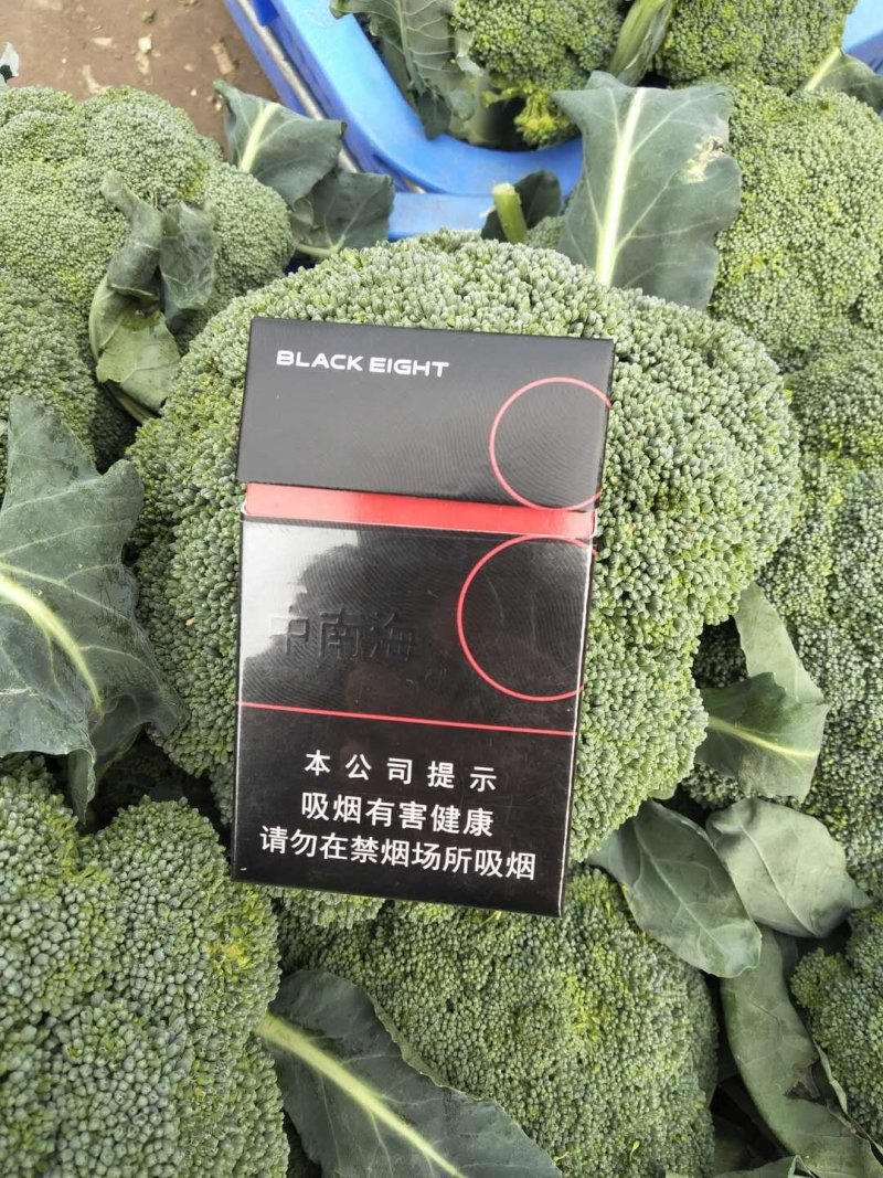 西蓝花【河南开封通许千亩西蓝花基地直供】