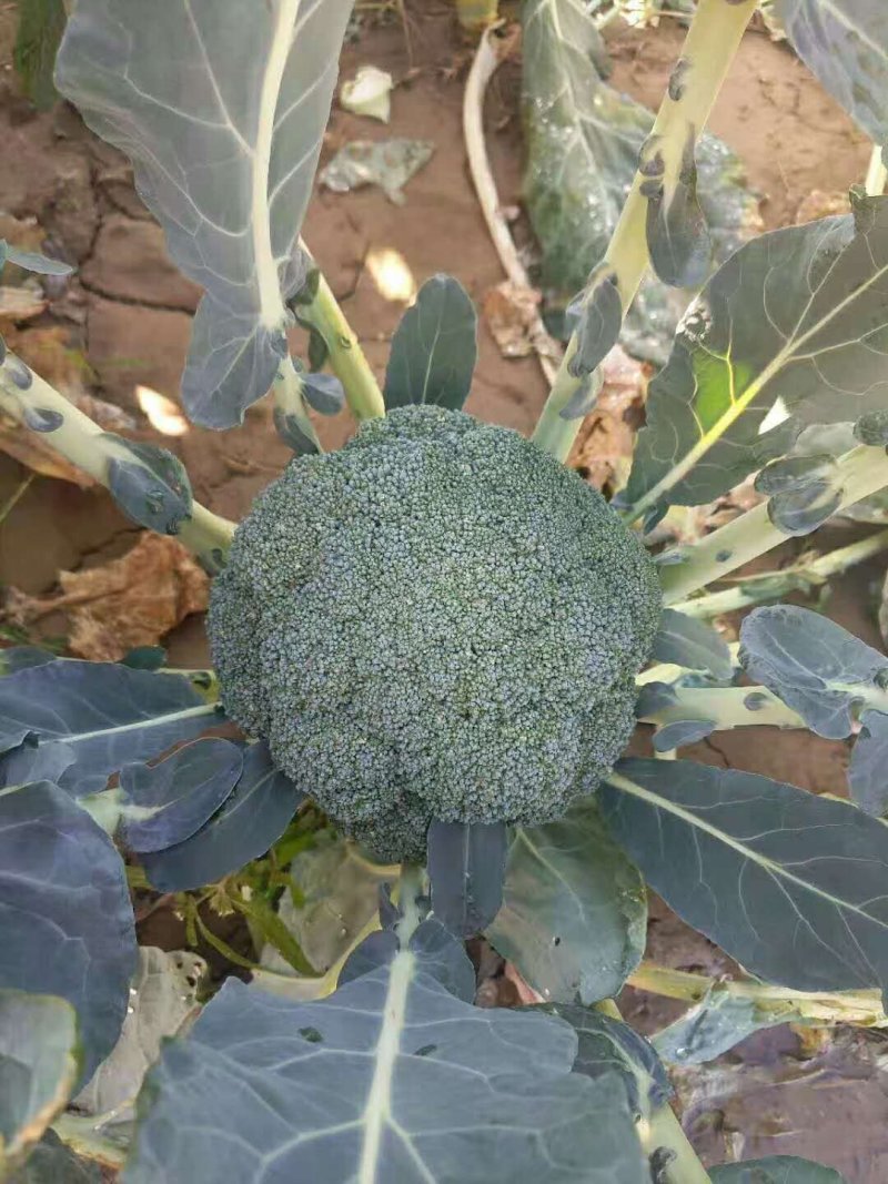 西蓝花【河南开封通许千亩西蓝花基地直供】