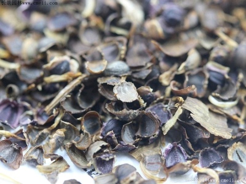 大花金鸡菊种子四季种花海多年生宿根耐热花草种