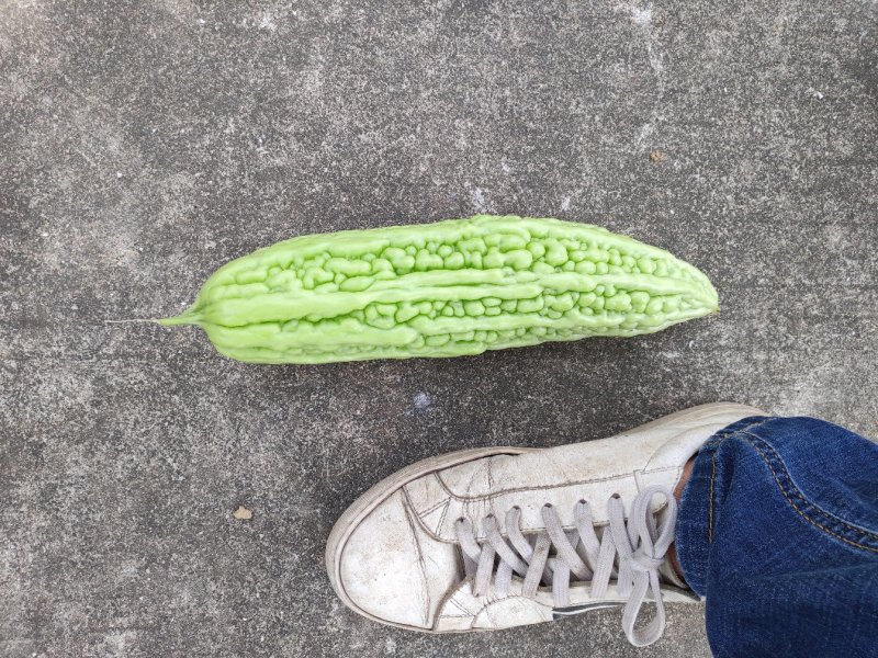 假珍珠系列苦瓜苗(绿中带白，光泽非常好)