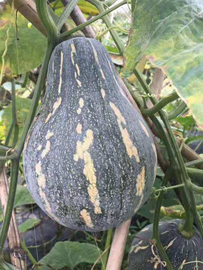 香芋南瓜【河南开封千亩基地直供高质量高标准】