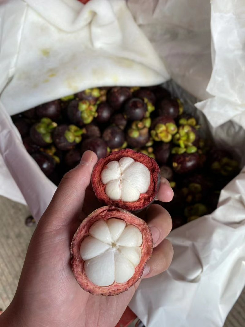 泰国进口麻竹油竹花竹山竹可食率高，酸甜比好