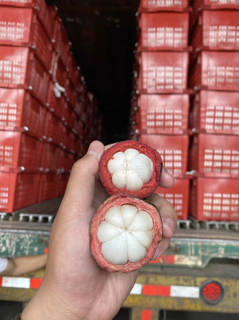 泰国进口麻竹油竹花竹山竹可食率高，酸甜比好
