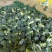 兰州榆中西兰花大量上市狼牙棒净菜价格合理