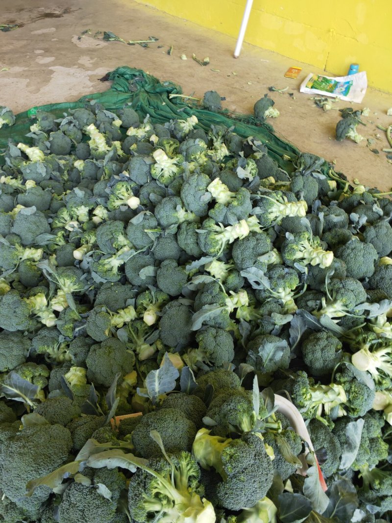 兰州榆中西兰花大量上市狼牙棒净菜价格合理