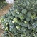 兰州榆中西兰花大量上市狼牙棒净菜价格合理