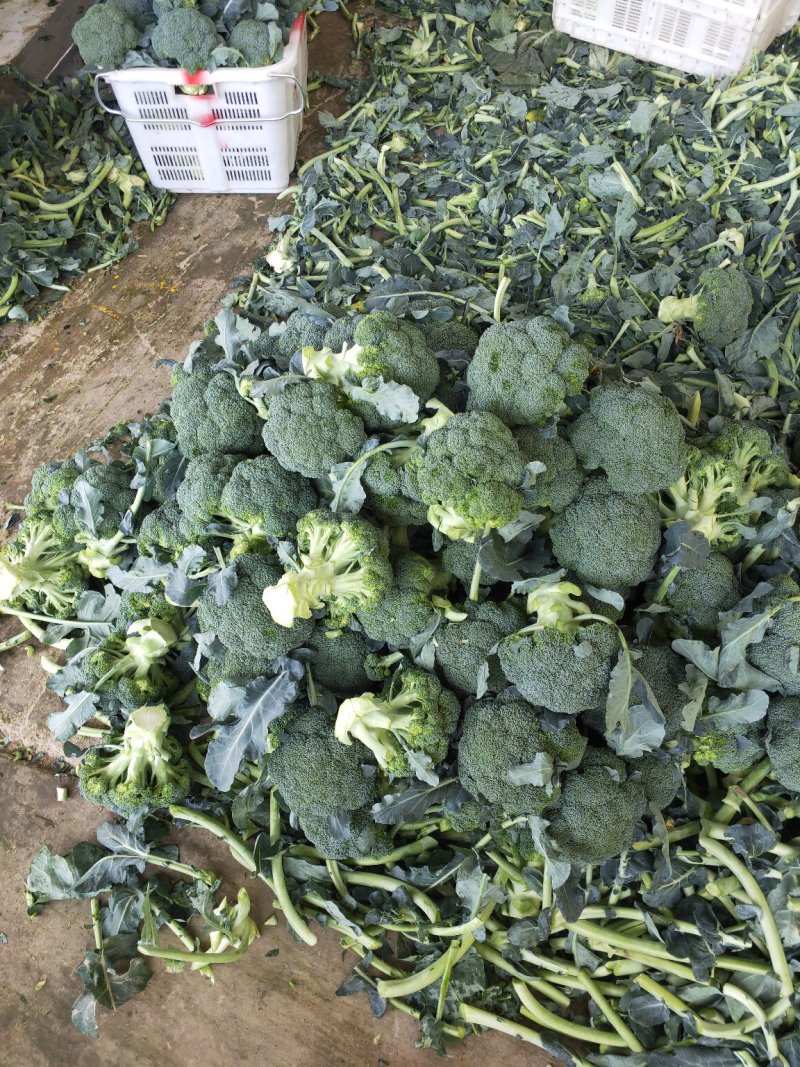 兰州榆中西兰花大量上市狼牙棒净菜价格合理
