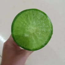 青萝卜【青芯】河南开封万亩基地直供高质量高标准