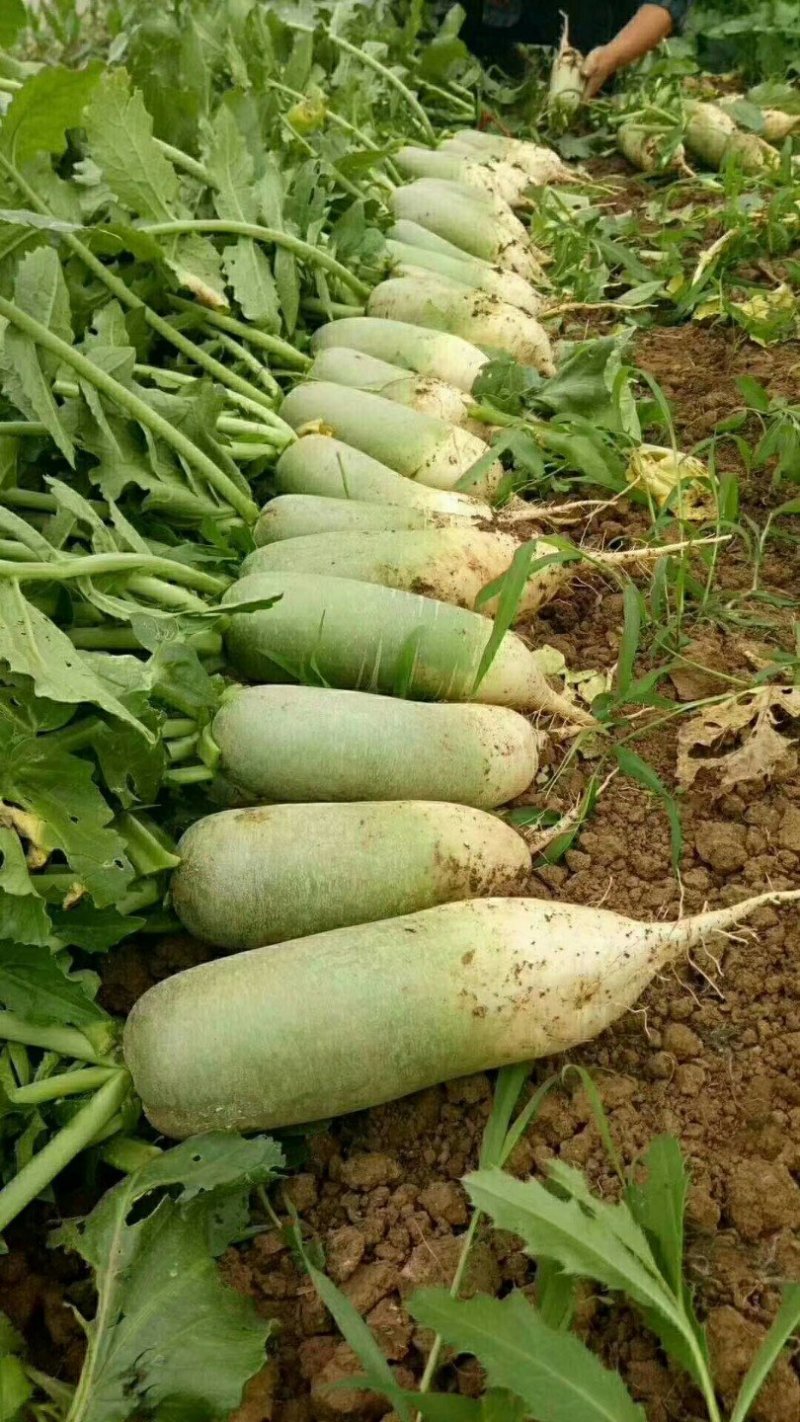 青萝卜【青芯】河南开封万亩基地直供高质量高标准