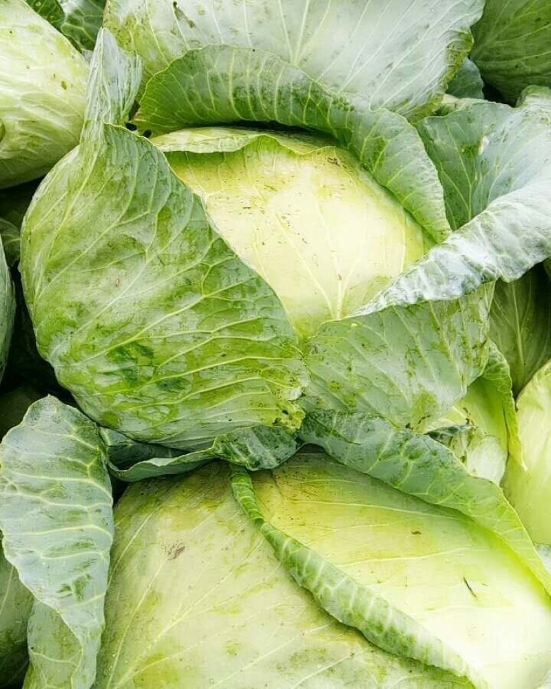 京丰松包菜