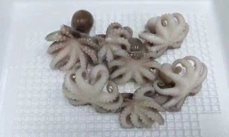 鱼