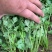 香菜【河南开封通许基地直供高质量高标准】