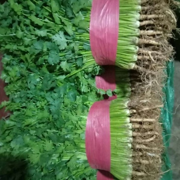 香菜【河南开封通许基地直供高质量高标准】