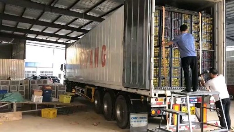 (推荐)红心火龙果货源充足云南省红河州代办代发