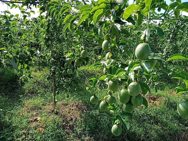 菠萝、百香果、芒果。。