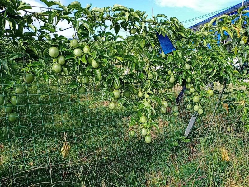 菠萝、百香果、芒果。。