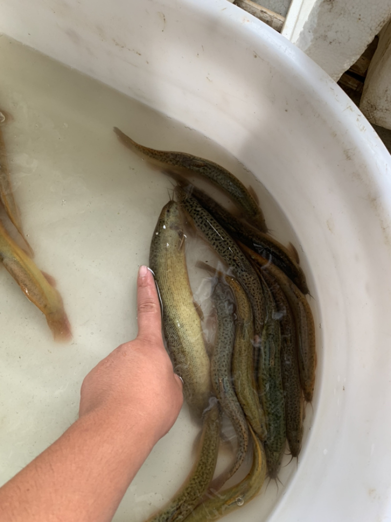 台湾泥鳅苗水花片苗寸秒直销
