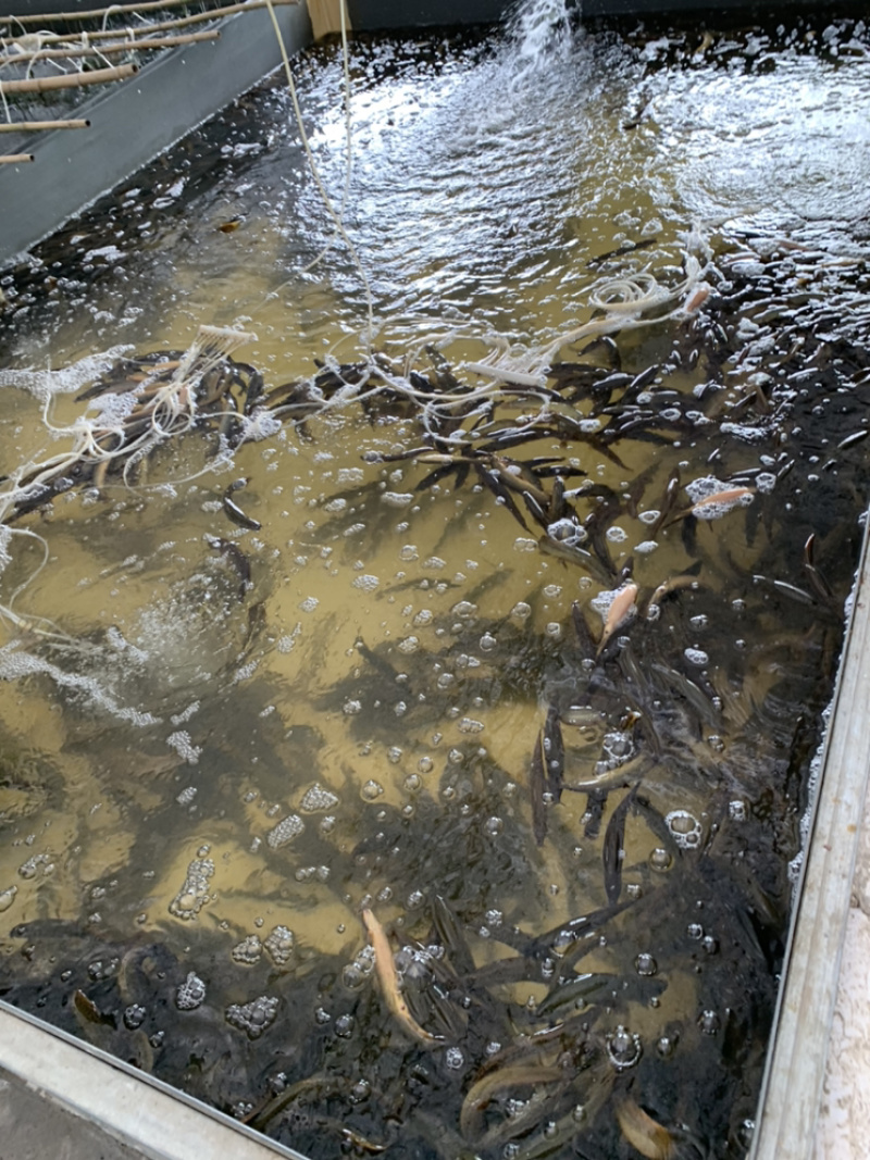 台湾泥鳅苗水花片苗寸秒直销