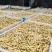 陕西大荔黄花菜常年供应各价位优质黄花菜产地批发
