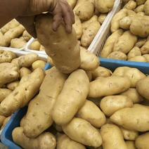 荷兰十五土豆货源充足质优价廉规格齐全价格便宜