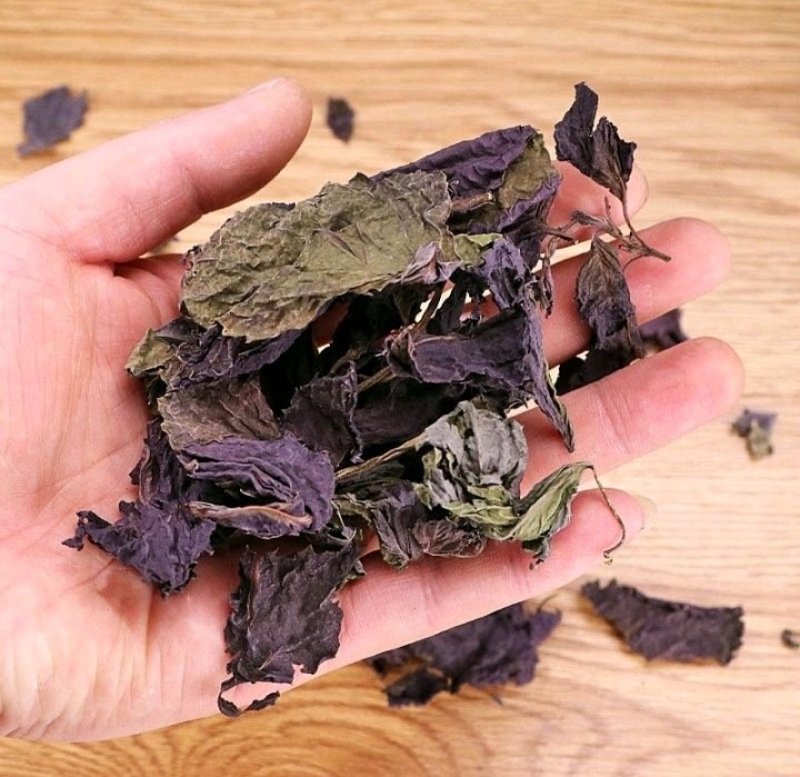 单面紫苏苗子种子一件全国代发免费提供种植技术