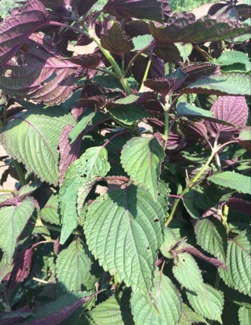 单面紫苏苗子种子一件全国代发免费提供种植技术