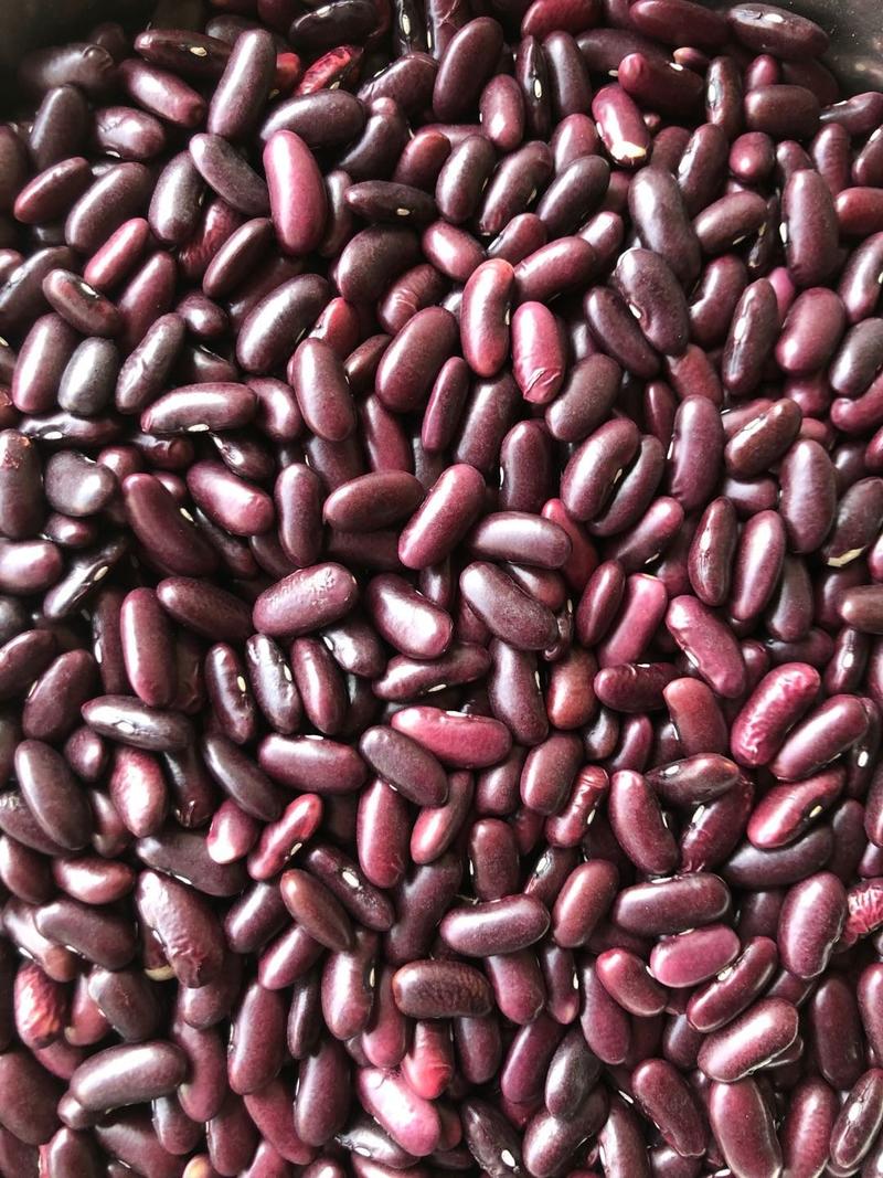 红豆红腰豆饭馆市场批发大量有货。白红饭豆。奶花。凤豆大小
