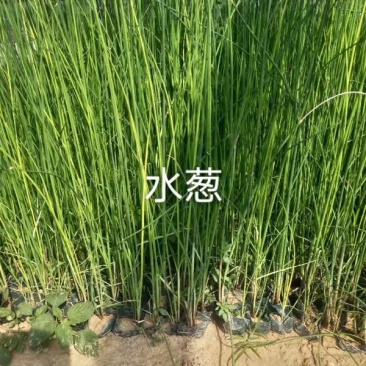 水葱多年生宿根挺水草本植物
