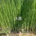 水葱多年生宿根挺水草本植物