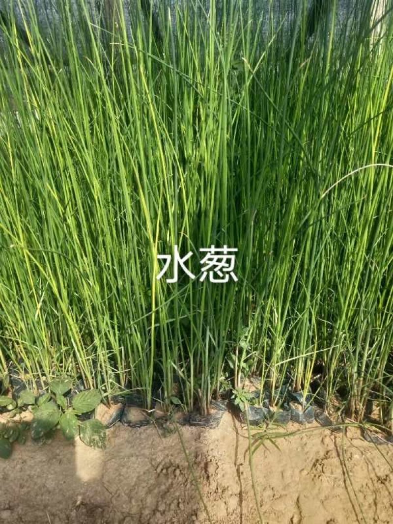 水葱多年生宿根挺水草本植物