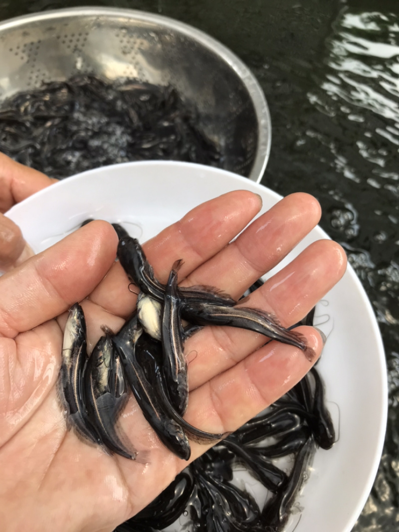 南方大口鲶鱼苗批发鱼苗养殖基地直供鲶鱼苗