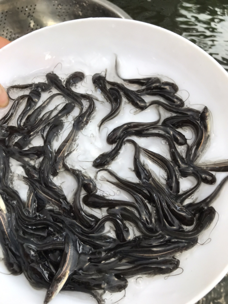 南方大口鲶鱼苗批发鱼苗养殖基地直供鲶鱼苗