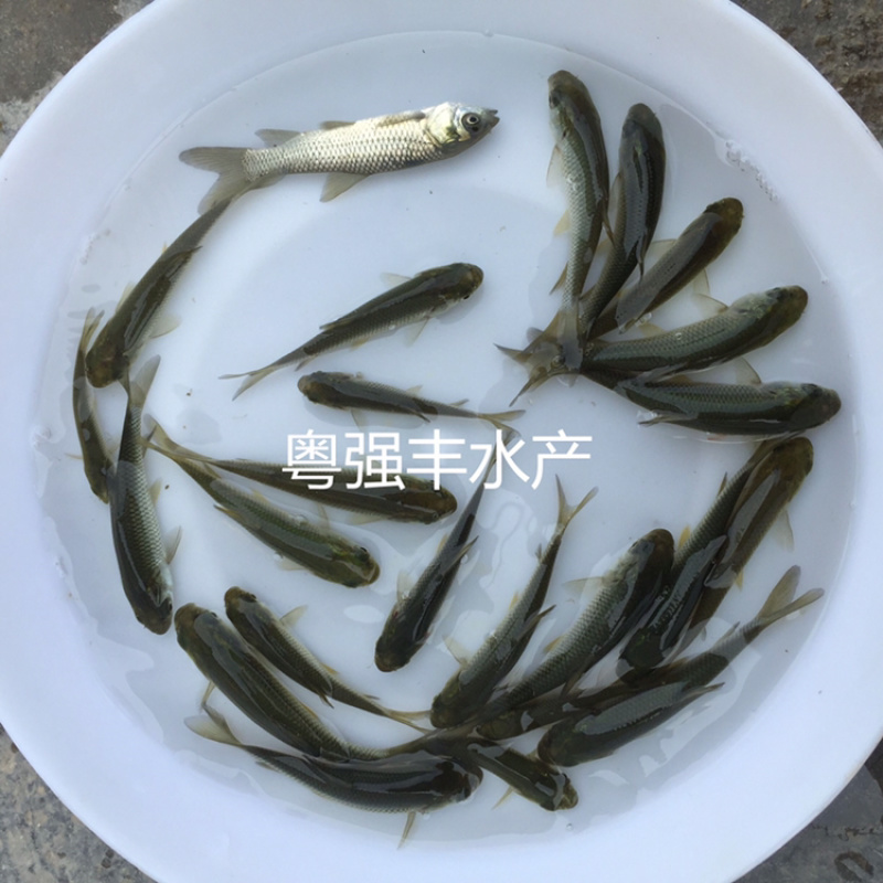 长江草鱼苗出售，鱼苗养殖基地直供草鲩鱼苗批发