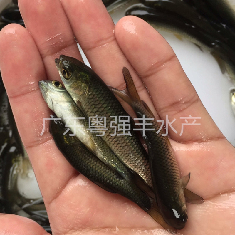 长江草鱼苗出售，鱼苗养殖基地直供草鲩鱼苗批发