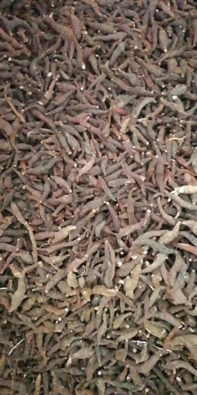 是在一亩田上看到的】 两头尖选货，质量保证，有需要的老板联系我哦！