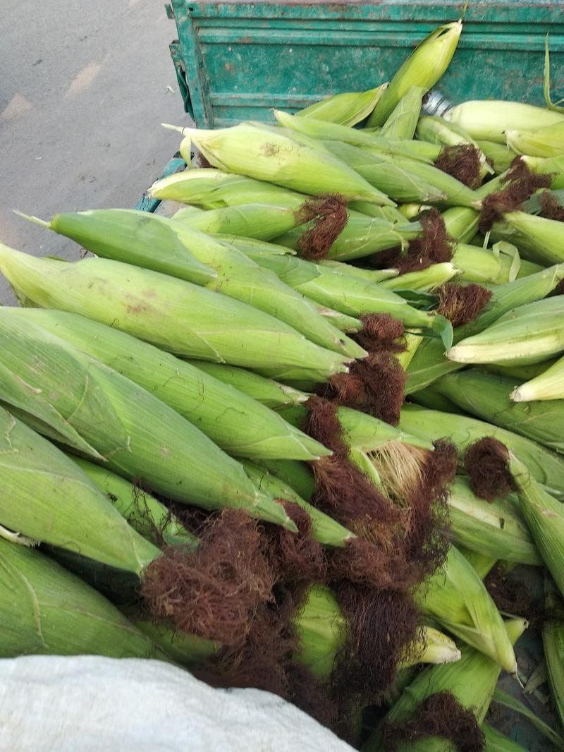 鲜玉米大量上市了有各种规格