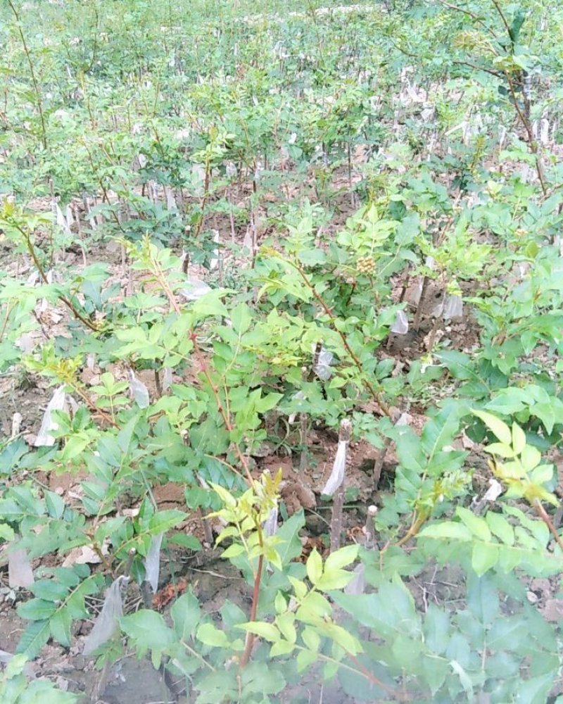 大红袍花椒树苗无刺花椒甘肃武都花椒树苗原产地自种花椒树苗