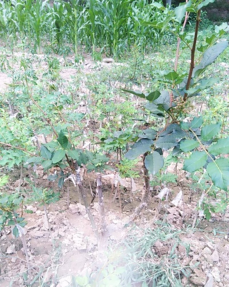 大红袍花椒树苗无刺花椒甘肃武都花椒树苗原产地自种花椒树苗