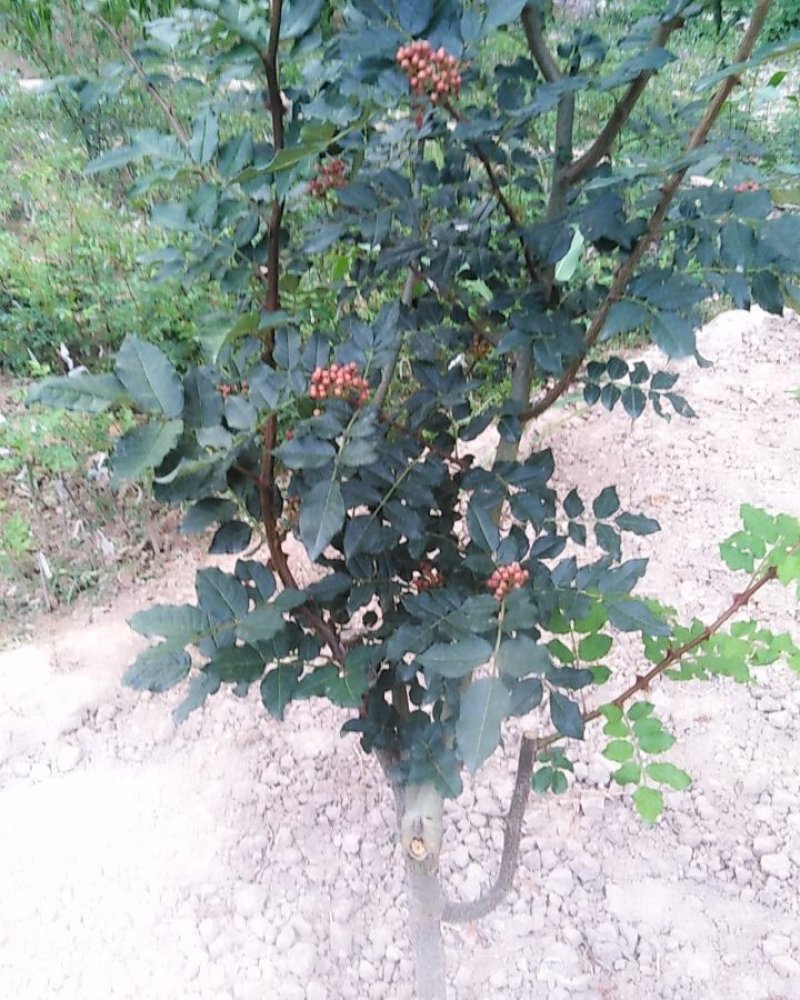大红袍花椒树苗无刺花椒甘肃武都花椒树苗原产地自种花椒树苗