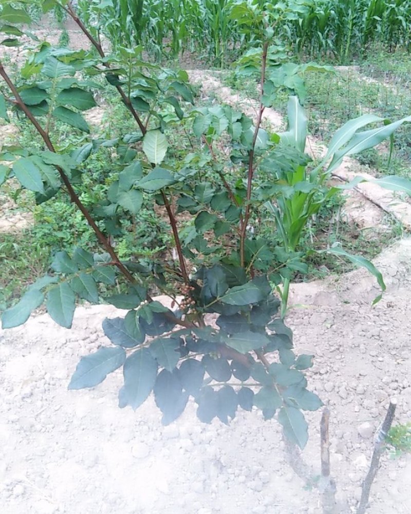 大红袍花椒树苗无刺花椒甘肃武都花椒树苗原产地自种花椒树苗