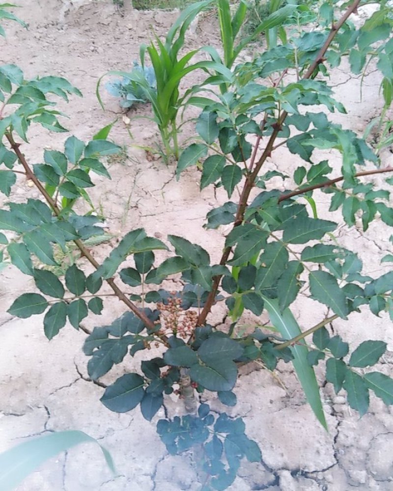 大红袍花椒树苗无刺花椒甘肃武都花椒树苗原产地自种花椒树苗