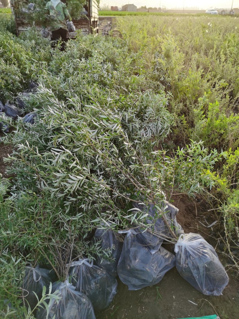 供应公司自产三十公分以上中华沙棘苗“沙棘杯苗