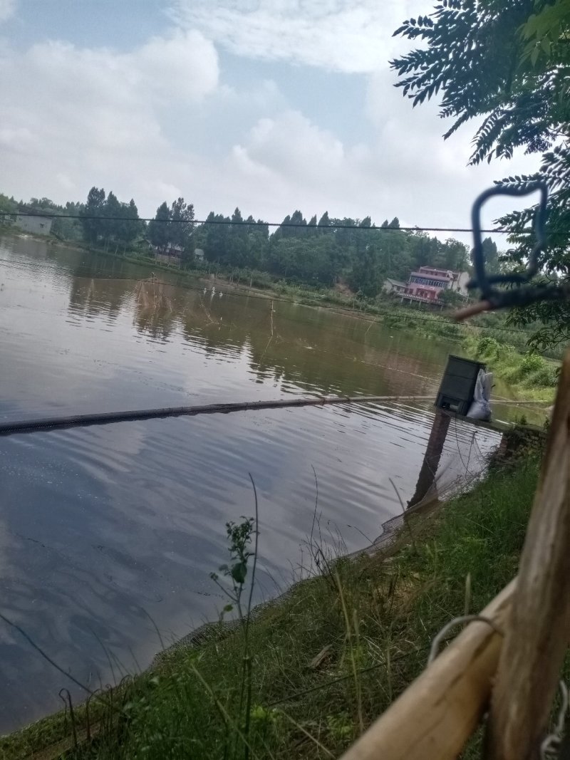 草鱼苗今年鱼苗，免费送货上门，可货到付款