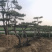 造型景观松